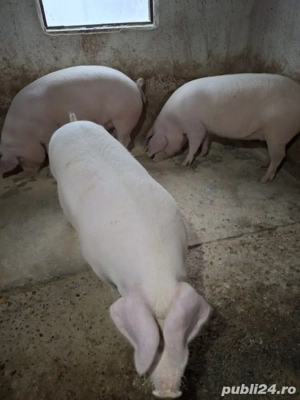 vind porci grași 150 până la 250 kg kg - imagine 2