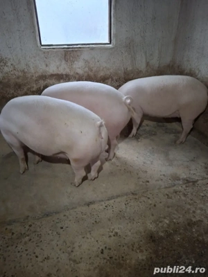 vind porci grași 110 până la 200 kg