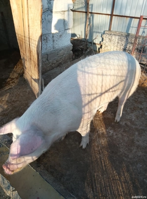 vand scriafa Densuș 