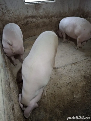 vind porci grași 150 până la 250 kg kg - imagine 5