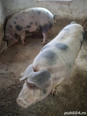 vind porci grași 150 până la 250 kg kg - imagine 4