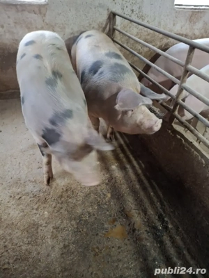 vind porci grași 150 până la 250 kg kg - imagine 3