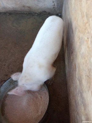 schimb cu oi sau capre,baloti de fan - imagine 4