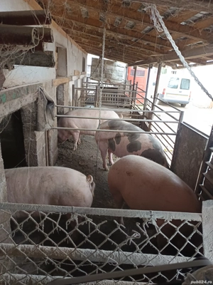 porci de tara - imagine 3