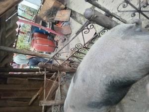 Vand porc de tara crescut natural 