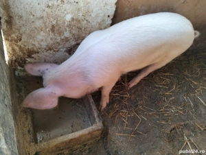 vand purcel  - imagine 2