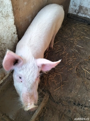 vand purcel  - imagine 3