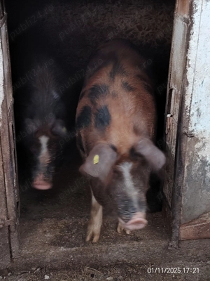 Porci crescuți în gospodarie 150 200 km - imagine 3