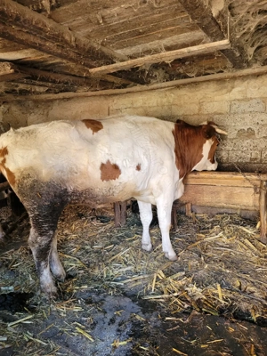 Vand junica de 2 ani - imagine 2