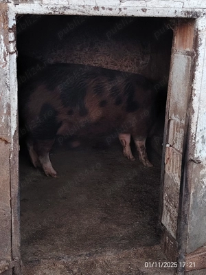 Porci crescuți în gospodarie 150 200 km - imagine 2