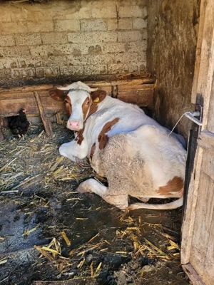 Vand junica de 2 ani - imagine 5