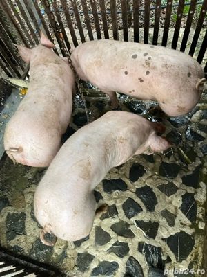 porci de carne  - imagine 4