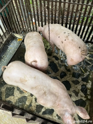 porci de carne  - imagine 2