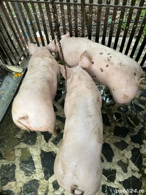 porci de carne  - imagine 3