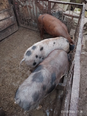 Porci crescuți în gospodarie 150 200 km - imagine 4