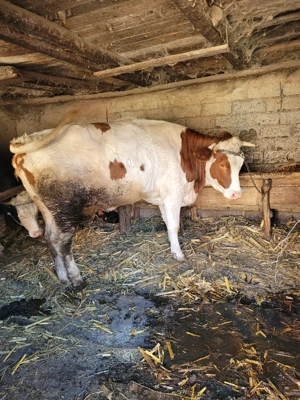 Vand junica de 2 ani - imagine 3