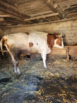 Vand junica de 2 ani - imagine 4