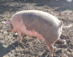 Porc pentru taiere,crescut în propria gospodărie  - imagine 3