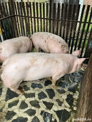 porci de carne  - imagine 5