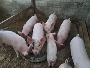 Vând porci de rasă Petran cu Duroc - imagine 2