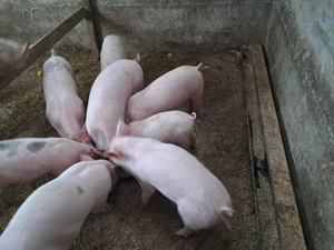 Vând porci de rasă Petran cu Duroc - imagine 3