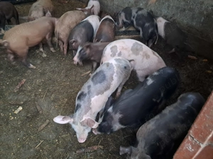 Vând porci de rasă Petran cu Duroc - imagine 5