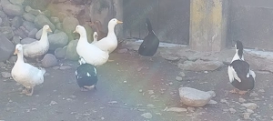 Rate de casa ,crescute în gospodărie 