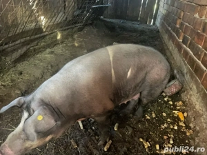 Scroafa de vanzare - imagine 2