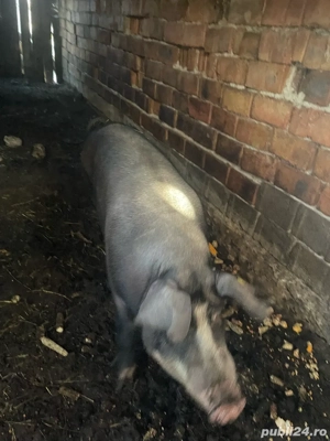 Scroafa de vanzare - imagine 5