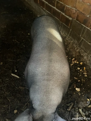 Scroafa de vanzare - imagine 3