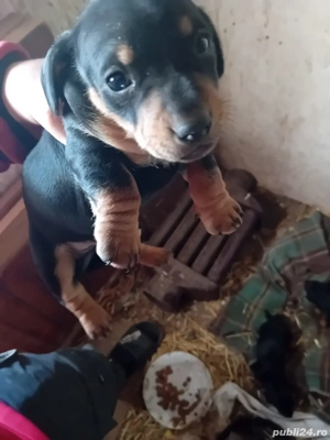 tekel frumosi ai jucausi