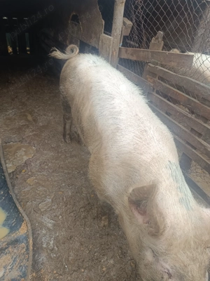 Vând Vier  - imagine 2