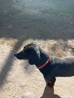 tekel frumosi ai jucausi - imagine 4