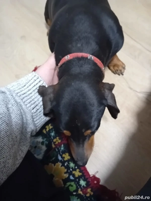 tekel frumosi ai jucausi - imagine 5