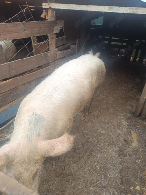 Vând Vier  - imagine 3