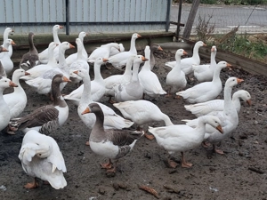 Vând gâște tinere, la bucată.  - imagine 5