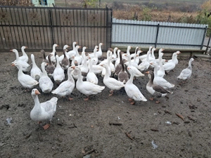 Vând gâște tinere, la bucată.  - imagine 2