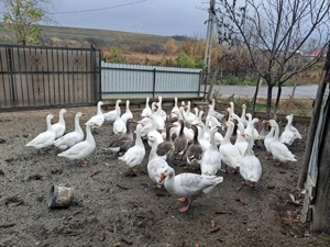 Vând gâște tinere, la bucată.  - imagine 3