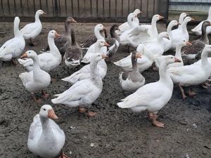 Vând gâște tinere, la bucată.  - imagine 4