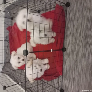 De vinzare bisoni maltezi 