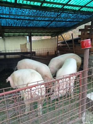 porci pentru crăciun  - imagine 3