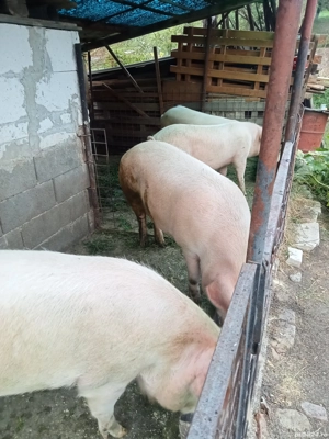 porci pentru crăciun  - imagine 4