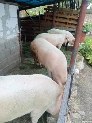 porci pentru crăciun  - imagine 2