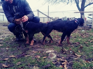 Jack terrieri de vânzare !