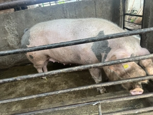 Scroafă de vânzare 