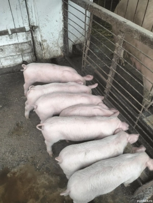 De vanzare purcei  - imagine 4