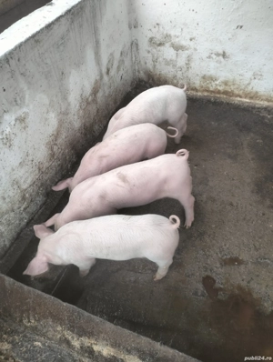 De vanzare purcei  - imagine 5