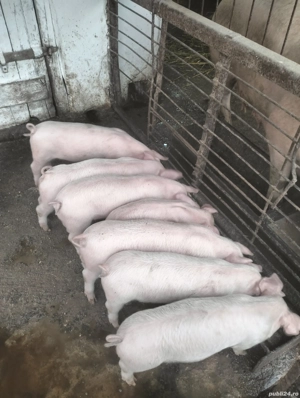 De vanzare purcei  - imagine 3