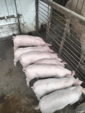 De vanzare purcei  - imagine 2