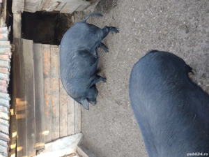 porci de vânzare  - imagine 2